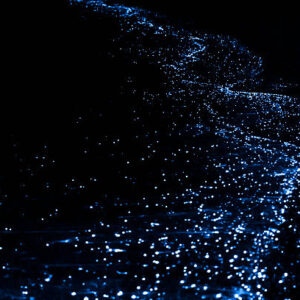 Illumination of plankton at Maldives. Many particles at black background.